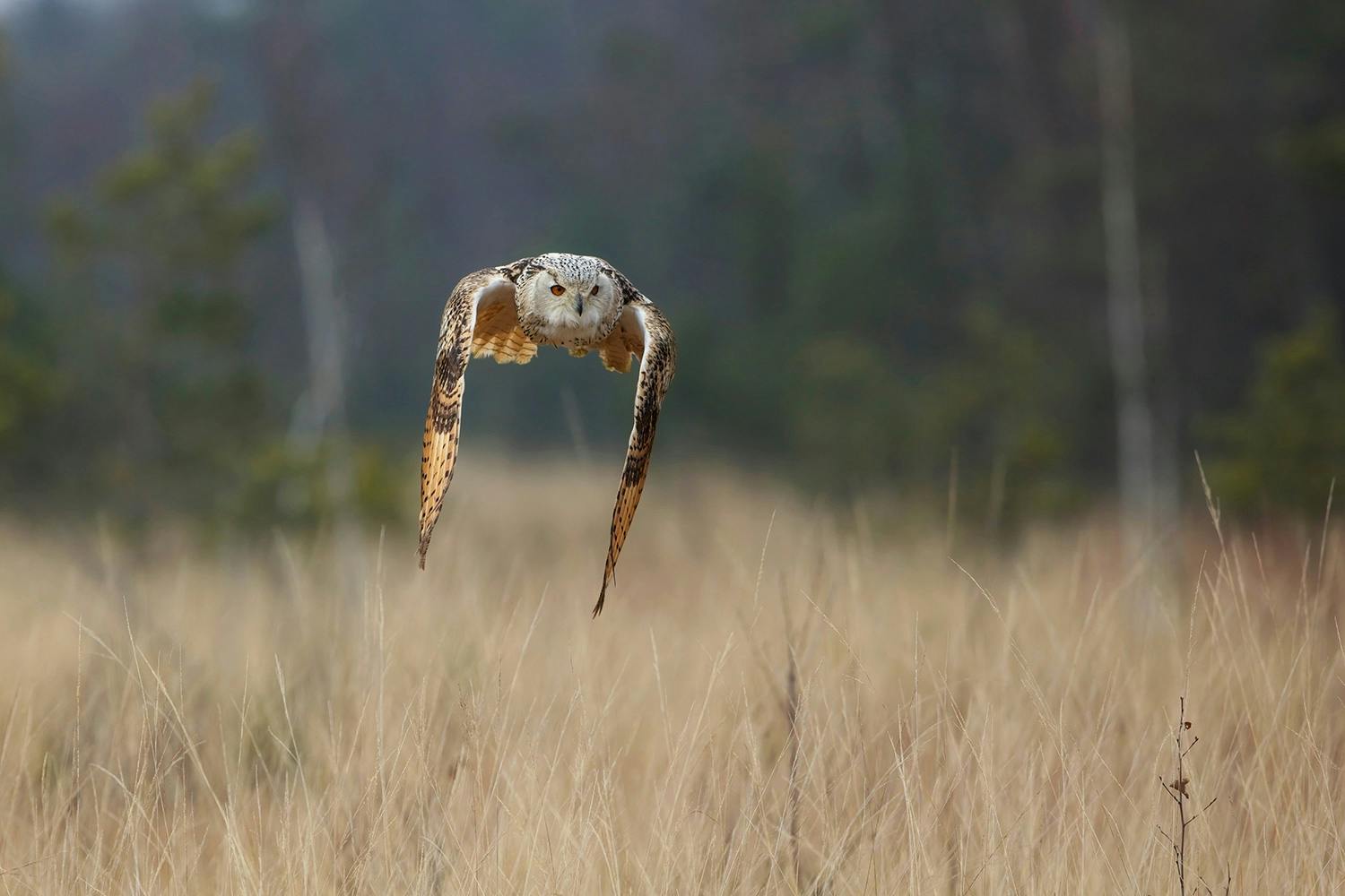 ugle i flugt 2244426073